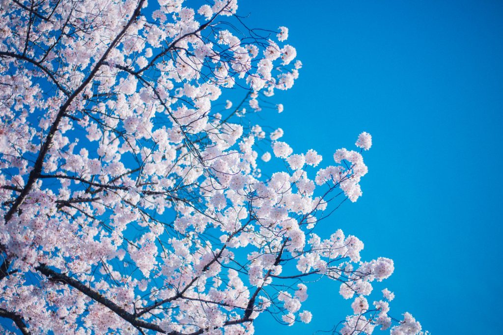 年度初めを象徴する桜